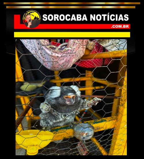 CRIME AMBIENTAL EM SOROCABA — SAGUI É ENCONTRADO EM CATIVEIRO!