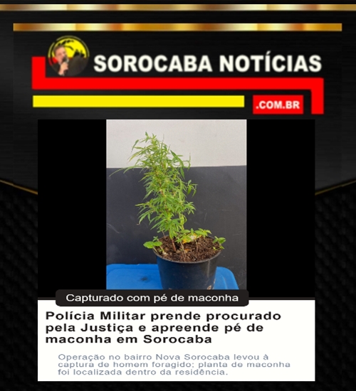 Polícia Militar prende procurado pela Justiça e apreende pé de maconha em Sorocaba