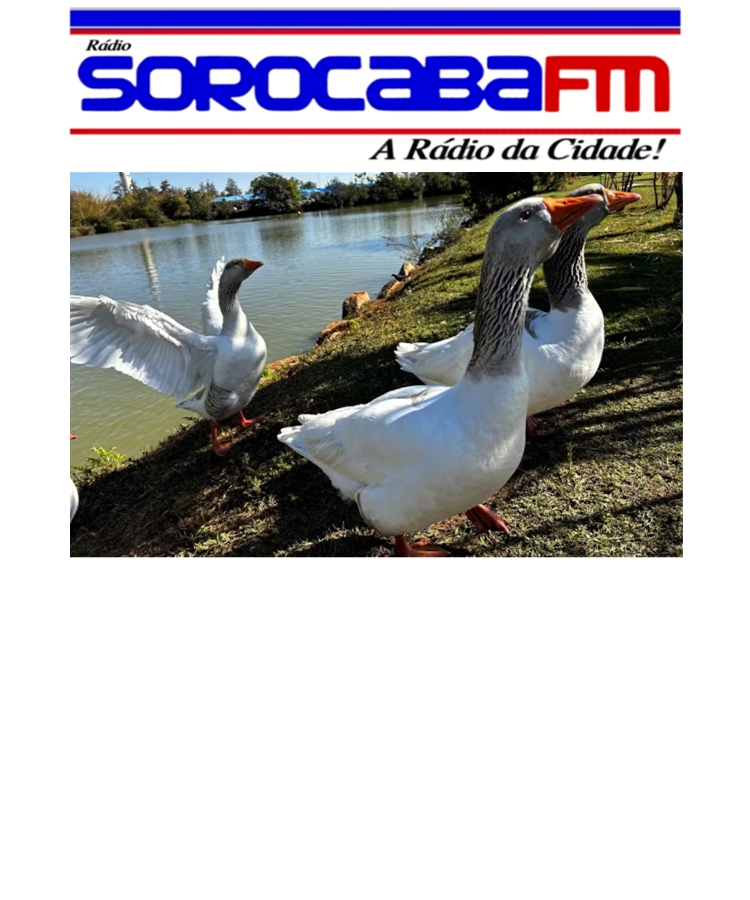 O MISTÉRIO NO LAGO DOS PATOS DA PREFEITURA DE SOROCABA
