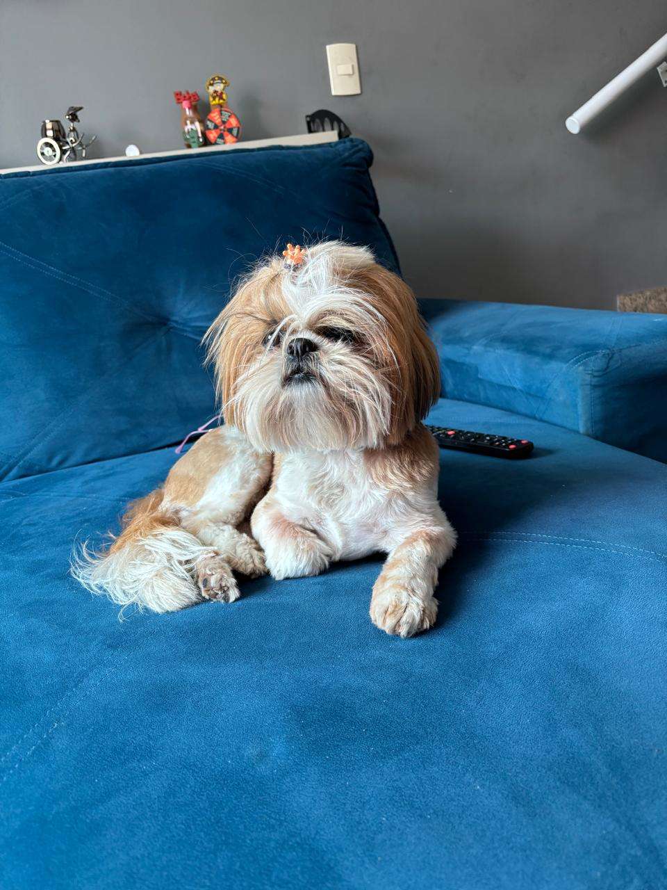 Desespero em Votorantim: cachorrinha Shih-Tzu de nome “Chanel” desaparece no Parque Bela Vista