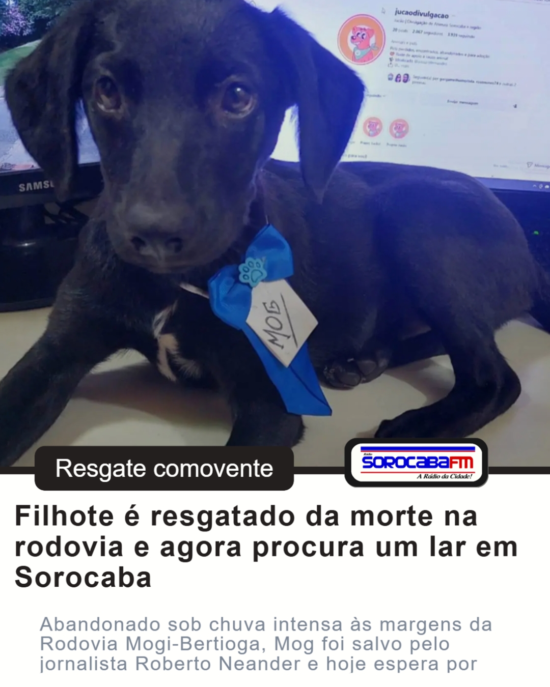 Filhote é resgatado da morte na rodovia e agora procura um lar em Sorocaba